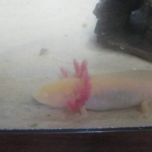 One of my albino axolotls that is mad at me for changing her setup around.