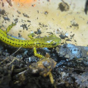 Greenish colored Eurycea longicauda.