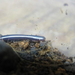 Brahminy blind snake