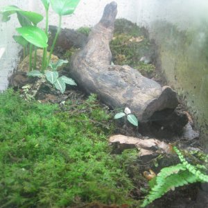 P. hubrichti tank.