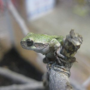 Grey tree frog