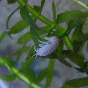 Male gammarid, possibly Rivulogammarus pulex, but i really don´t know.