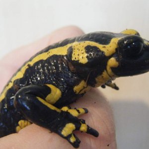 fire salamander