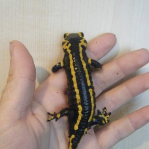 fire salamander again!