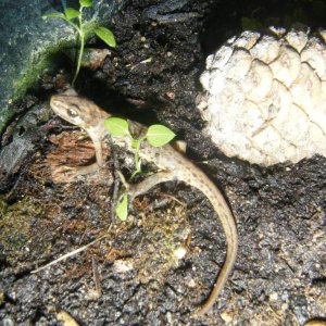 Norman, Hes a smooth newt, found him as a tiny morph, hes 3 now.