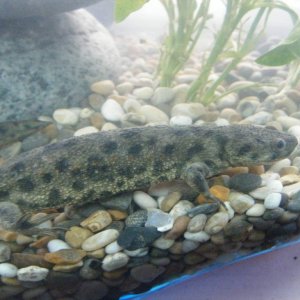 Spanish sharp ribbed newt