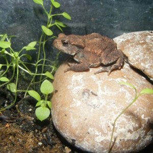 little common toad