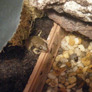 baby marsh frog