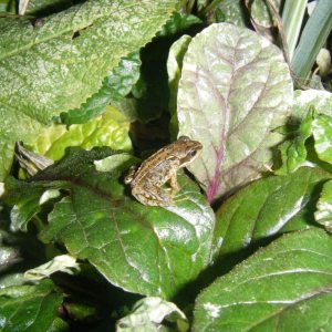 baby common frog from my pond