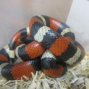 Pueblan milk snake.