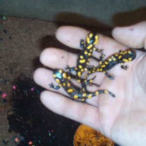 Fire salamanders