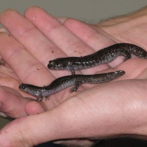 Salamanders 002