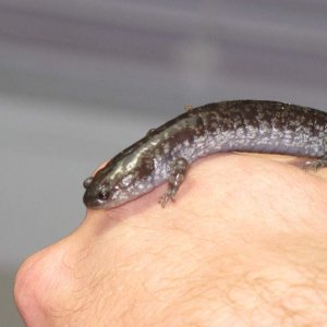 Salamanders 006