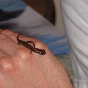 salamanders and rascal 023