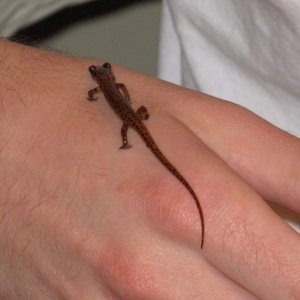 salamanders and rascal 026