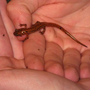 salamanders and rascal 027