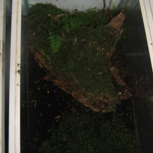 Plethodon tank