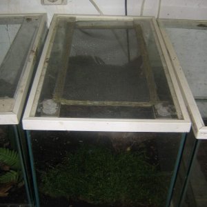 Plethodon tank (4)