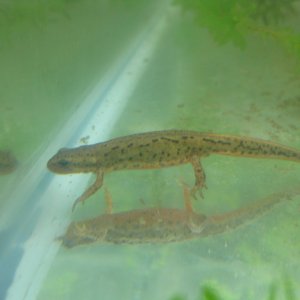 Lissotriton boscai