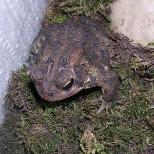 Bufo americanus