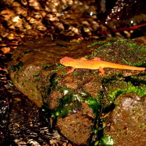 eastern newt eft