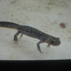 Triturus arntzeni juvenile