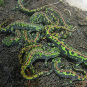 Marmoratus group