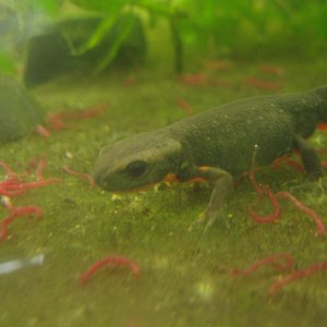 Cynops orientalis