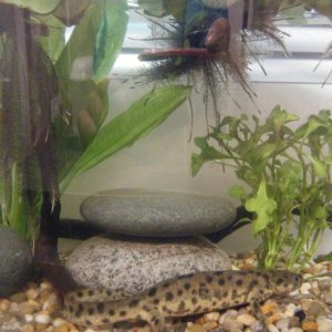 sharp ribbed newt tank