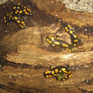 Salamandra algira 09 (2) [800x600]