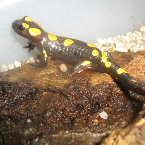 Salamandra algira 09 (4)