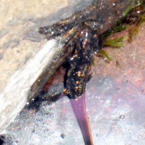 Cynops ensicauda popeiC