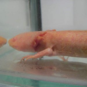 Two gill, third is almost absorbed into the jaw