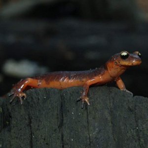 Ensatina e. Xanthroptica