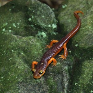 Ensatina e. Xanthroptica:male