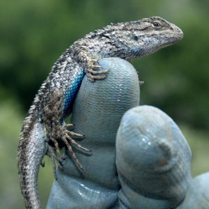 Western Fence Lizard