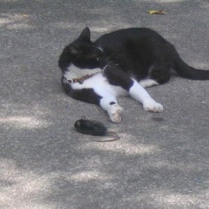 Hermione with baby (wood) rat summer 2009 a