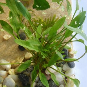 Cryptocoryne parva