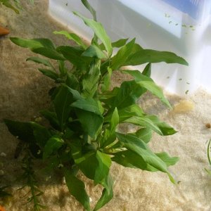 Hygrophila Corymbosa siamensis