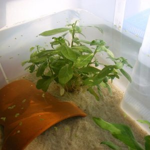 Hygrophila polysperma