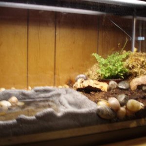 Tiger salamander set up.