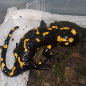 S s salamandra (Ukraine) adult female of the ones below