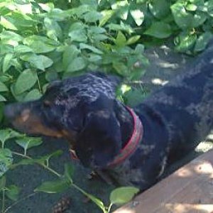 Lola in shade Sep 09.  Lola is a lovely black and tan dapple miniature dachshund.  She is super clever, has a wonderful temperament and confirmation a