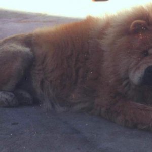 Taz my old Chow dog girl 1986 10 yrs old.  She is in "lion cut" as I got tired of grooming her every Saturday for 6 hrs ea time.  Old dogs need a brea