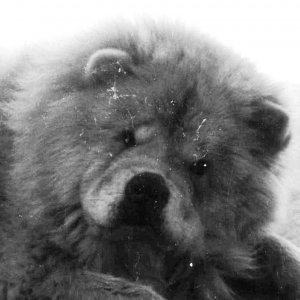 Taz my old Chow dog girl 1986  grayscale head study