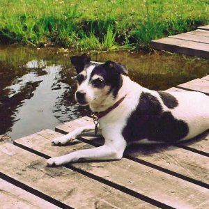 "Bonnet".  Rat Terrier.  2001   Washington   Bonnet at the Pond.  Bonnet was one of the most intelligent souls I have ever met.  She passed away in my