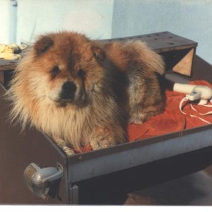 Taz (Lin Su's Raz Mah Taz).  Taz has been awarded many 1st place ribbons and a couple of best of breeds.  She was the envy of chow breeders in her day