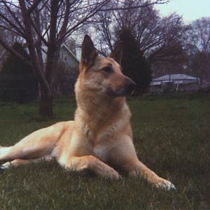 Koba.  She is a Ger. Shep x Akita.  I adopted her from the Nebraska Humane Society in 1975.  She was 8 wks old and near death.  The vets advised me to