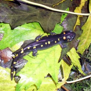 Ambystoma maculatum