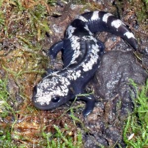 Ambystoma opacum